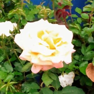 Meet your Posher, Tamara lee